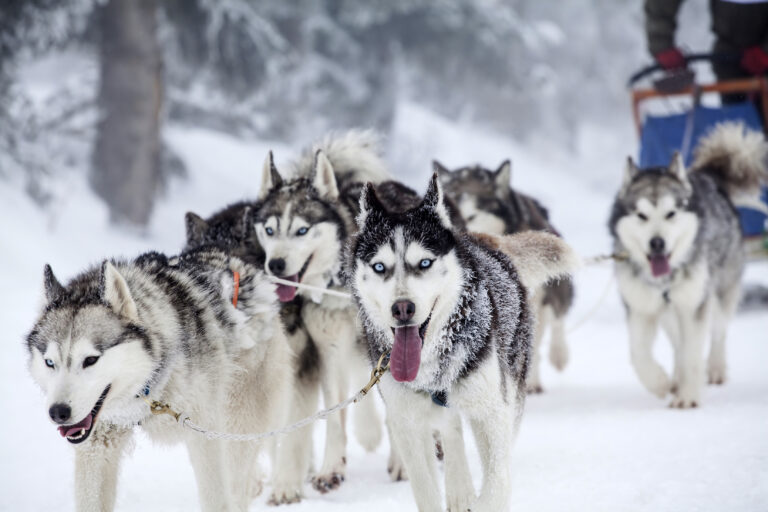 Enthusiastic team of dogs in a dog sledding race