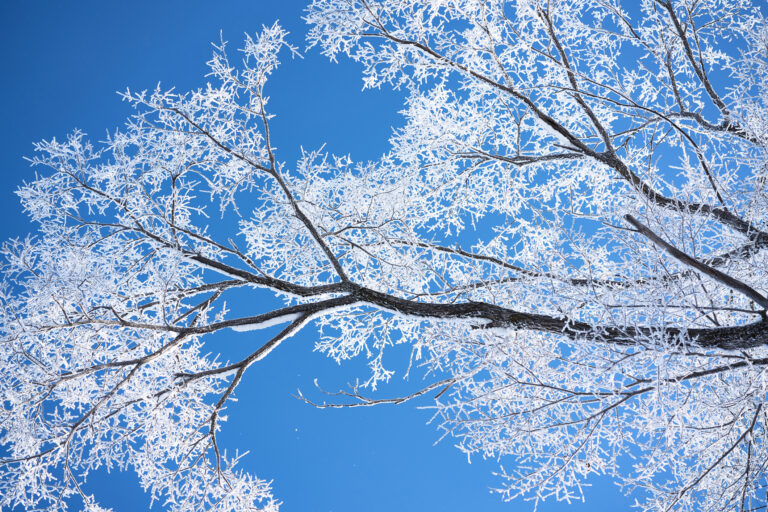 Trees under fresh white snow