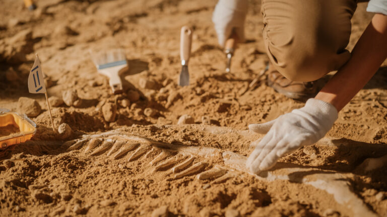 Portrait of Beautiful Paleontologist Cleaning Tyrannosaurus Dinosaur Skeleton with Brushes. Archeologists Discover Fossil Remains of New Predator Species