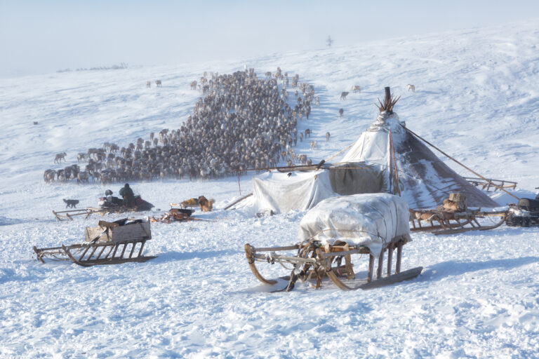 The camp of the Nenets reindeer herders, nomads, in the background a large herd of reindeer