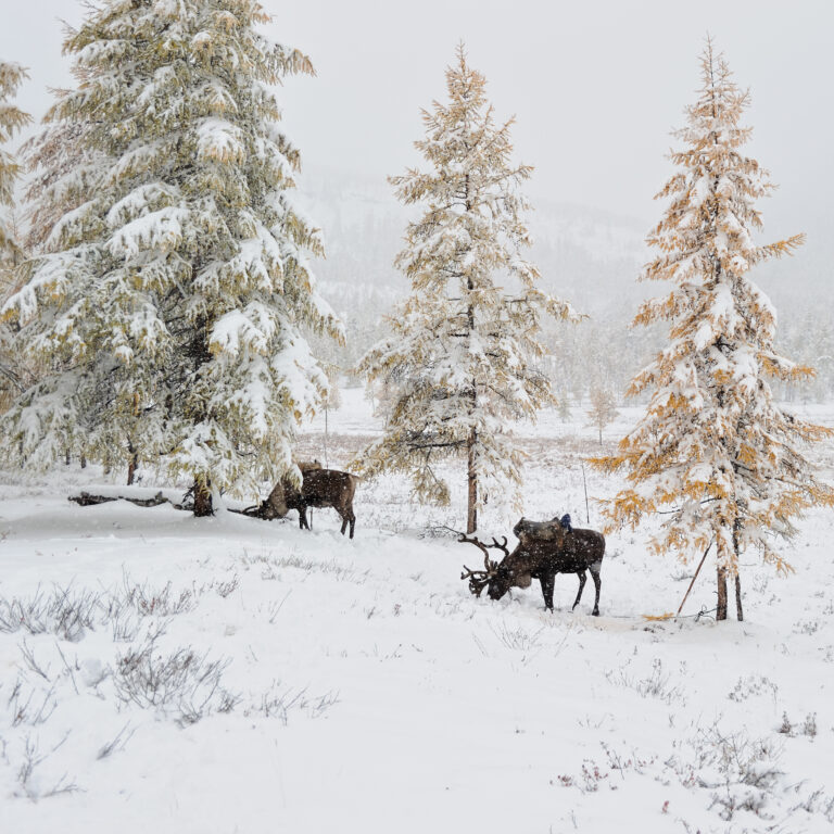 Reindeers.  Winter. Yakutia
