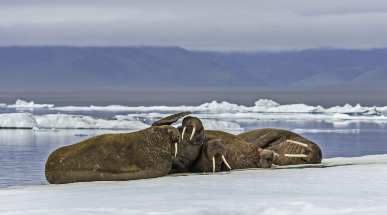 The walrus (Odobenus rosmarus) is a  marine mammal with a discontinuous distribution about the North Pole in the Arctic Ocean and subarctic seas of the Northern Hemisphere