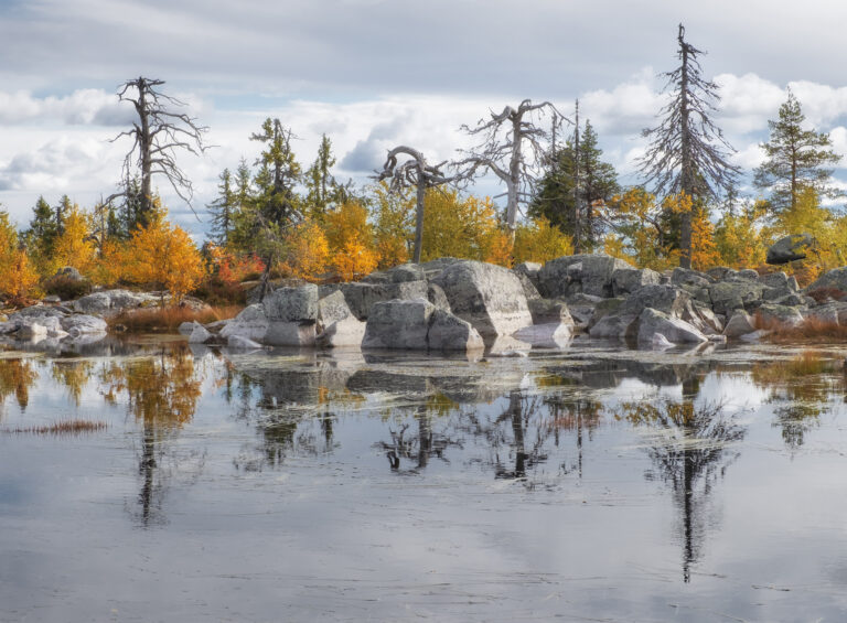 Living and dead twisted trees are reflected in the water of a lake at the top of the mystical mountain Vottovaara in Karelia in northern Russia, in autumn